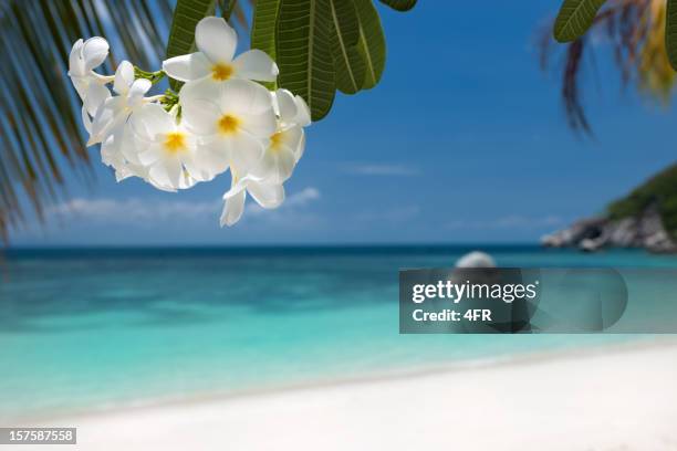 tropisches paradies-strand (xxxl - frangipani stock-fotos und bilder