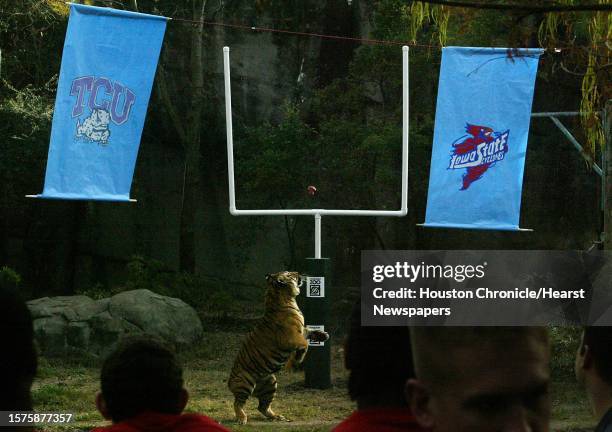 The Indochinese tiger jumps to catch the raw sirloin state tossed by a TCU football player Iowa State University football players from a viewing...