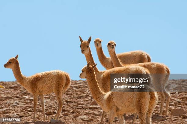 vicuna - oruro department stock pictures, royalty-free photos & images