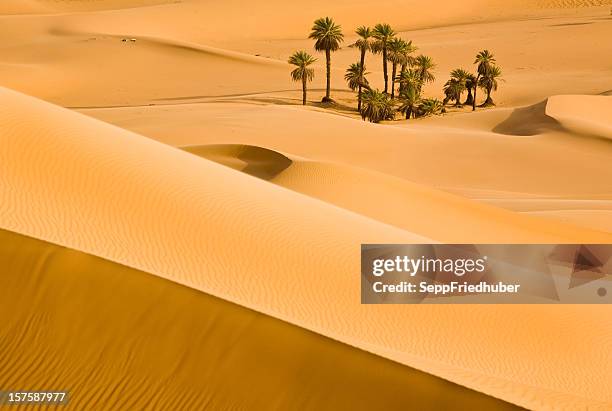 düne von licht und schatten in der sahara - oase stock-fotos und bilder