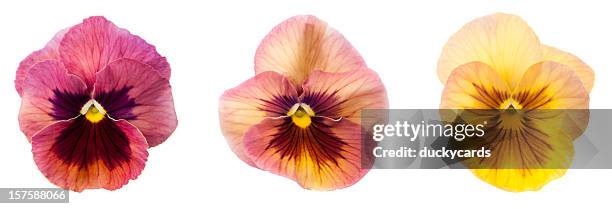 pansy flower blossoms - driekleurig viooltje stockfoto's en -beelden