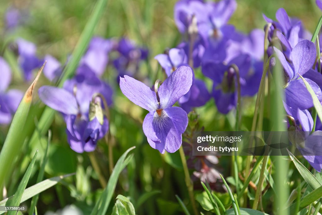 Sweet violet