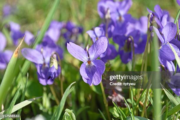 sweet violet - viola odorata stock pictures, royalty-free photos & images