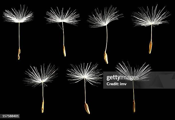 dandelion seeds - dandelion isolated stock pictures, royalty-free photos & images