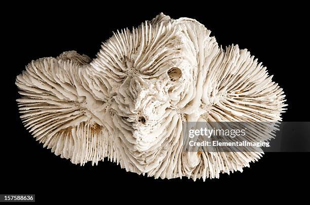marine biology ocean coral isolated on black - fossil stock pictures, royalty-free photos & images