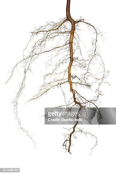 roots isolated - tree roots stock pictures, royalty-free photos & images