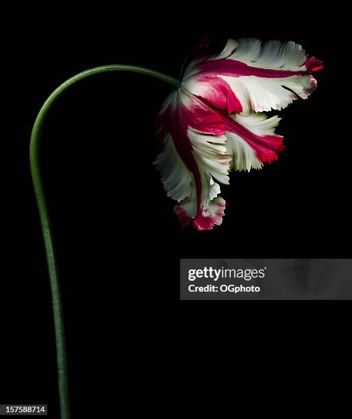 blanco y rojo tulipán loro - una sola flor fotografías e imágenes de stock