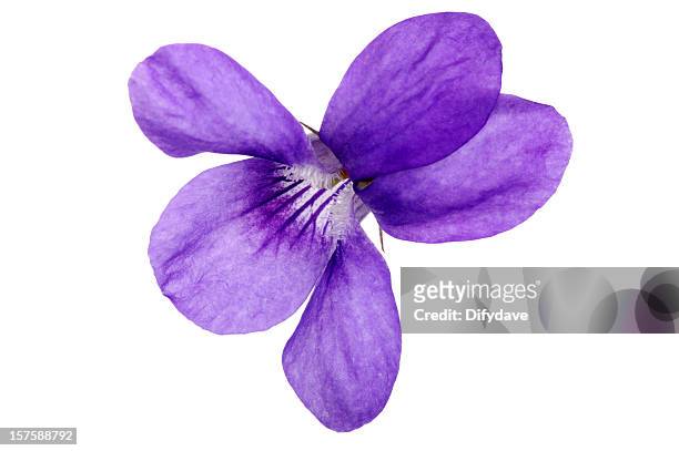 sweet violet flower macro - violales stock pictures, royalty-free photos & images