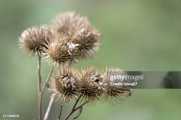 burdock sec - lampourde glouteron photos et images de collection