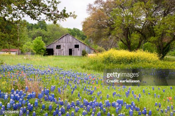 wildflower landschaft - flower stall stock-fotos und bilder