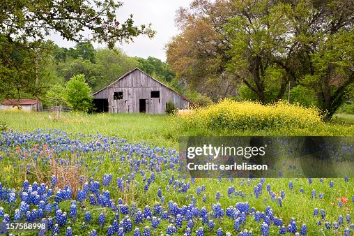 Wildflower landscape Wildflower landscape