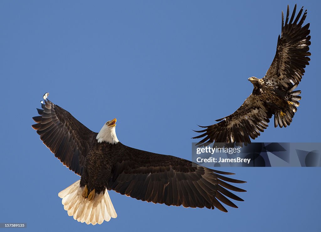 Eagle Learning Bald Eagle Parent Teaching Flying Lessons To Learning Adolescent Bird ...