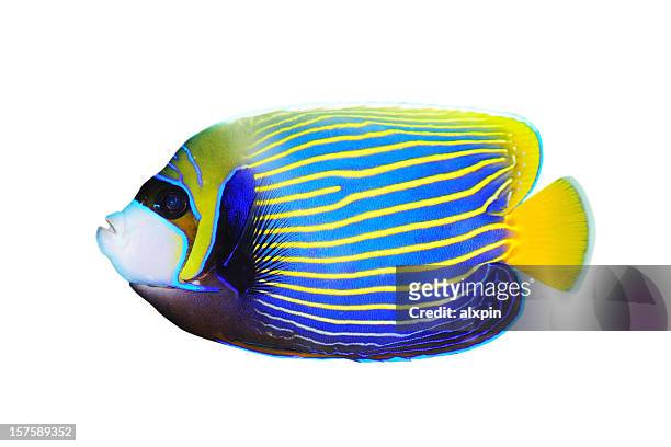 imperator-kaiserfisch - fish stock-fotos und bilder