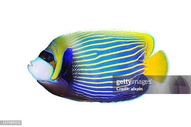 emperor angelfish on white background facing left - salt water fish stock pictures, royalty-free photos & images