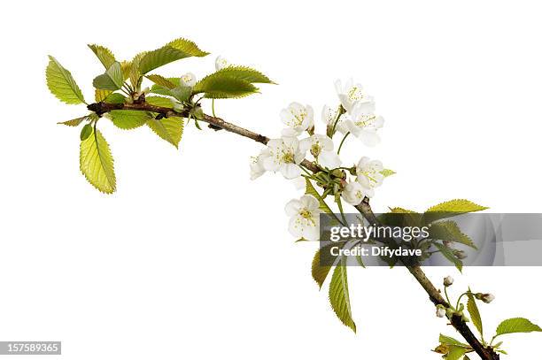 apple blossom isolated on white - apple blossom stock pictures, royalty-free photos & images