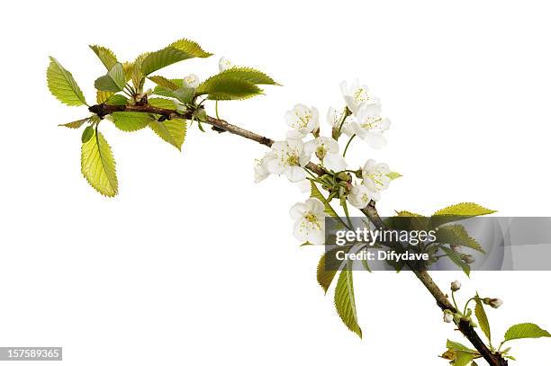 apple blossom isolated on white - äppelblom bildbanksfoton och bilder