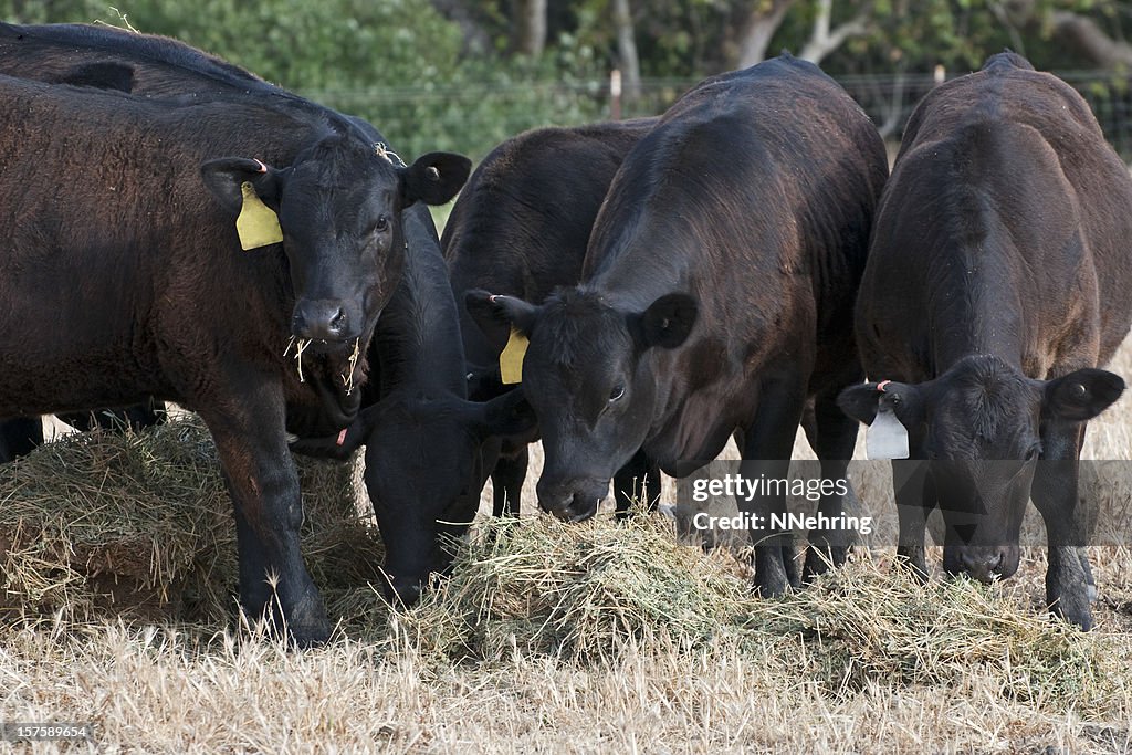 Angus beef calves
