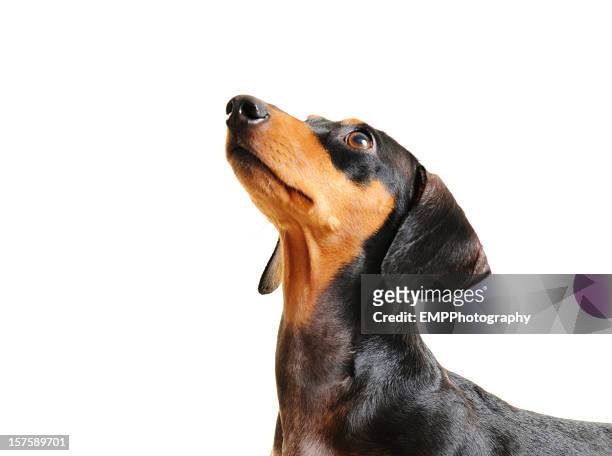 perro dachshund aislado en blanco - teckel fotografías e imágenes de stock