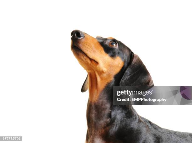 portrait dachshund dog looking up isolated on white - tax bildbanksfoton och bilder