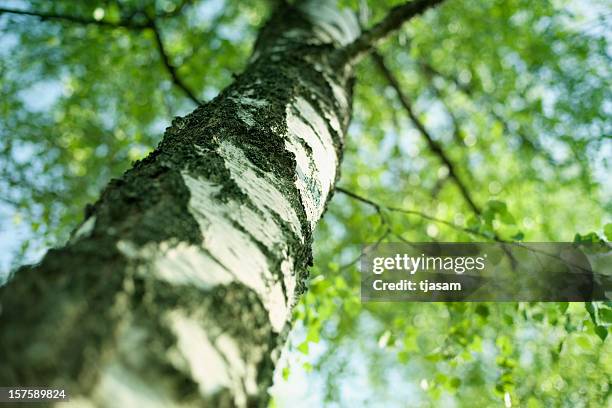 birch tree - betula pendula stock pictures, royalty-free photos & images
