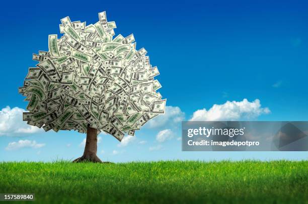 money tree - onschuld stockfoto's en -beelden