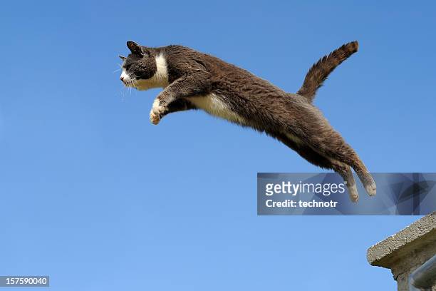 domestic cat jumping - cat jump stockfoto's en -beelden