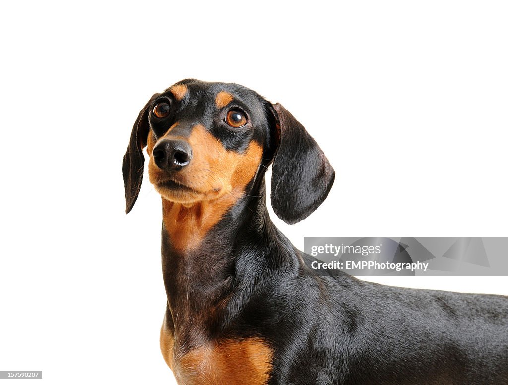 Black and Brown Dachshund Dog Isolated on white