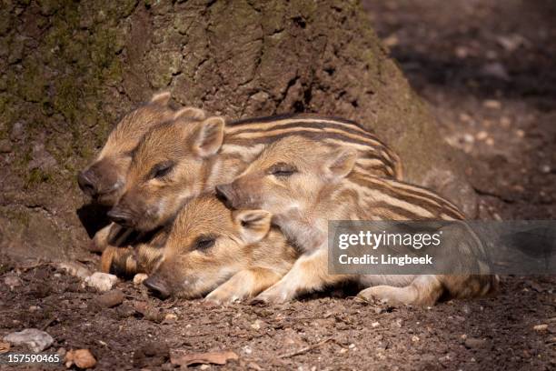 ferkel wild boar - wildschwein stock-fotos und bilder