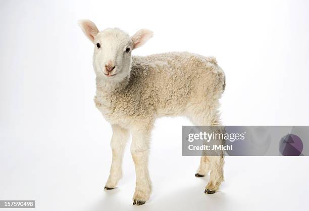 young lamb on white background looking at camera. - lammetje stockfoto's en -beelden