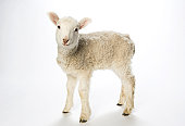 Young lamb on white background looking at camera.