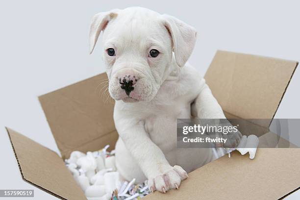 moving your pet - american bulldog stock pictures, royalty-free photos & images
