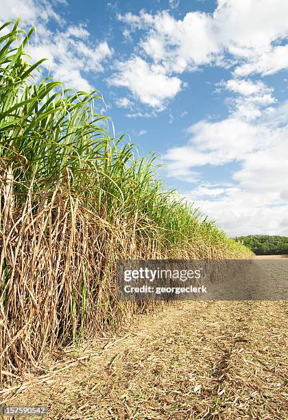 long row of sugar cane - agriculture sugar cane stock pictures, royalty-free photos & images