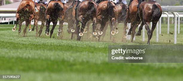 horse running - thoroughbred horse racing stock pictures, royalty-free photos & images