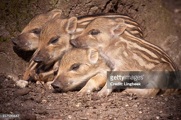 piglets of wild boar - piglet bildbanksfoton och bilder