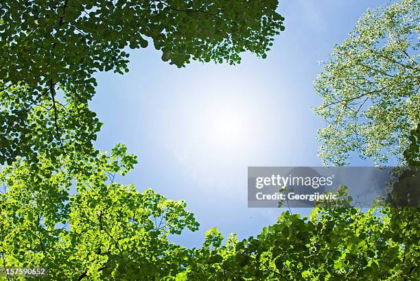 clear sky - treetop stock pictures, royalty-free photos & images