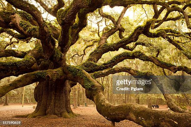alte angel oak nahe charleston - angel oak tree stock-fotos und bilder