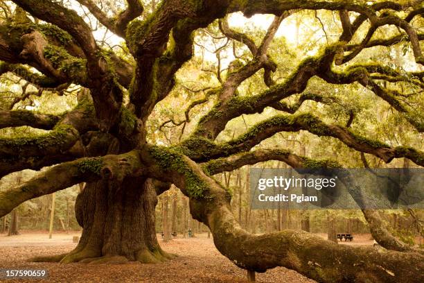 ancient angel oak near charleston - strong oak tree stock pictures, royalty-free photos & images