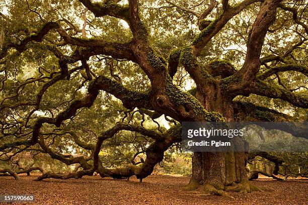 alte angel oak nahe charleston - angel oak tree stock-fotos und bilder
