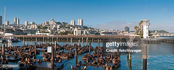 san francisco fisherman's wharf sea lions north beach, kalifornien - mole animal stock-fotos und bilder