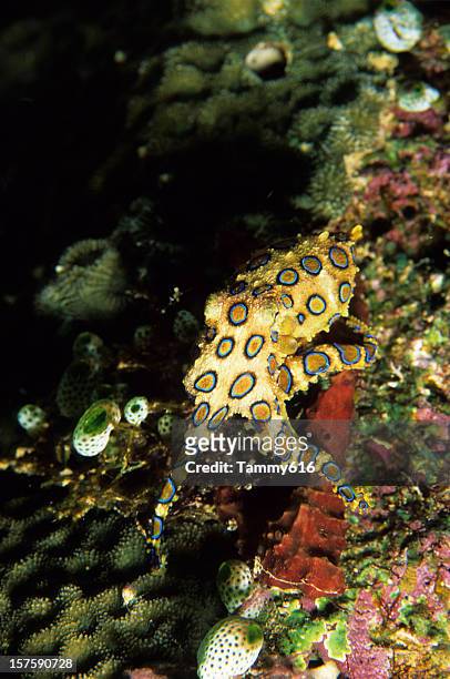 dangerous blue ringed octopus - blue ringed octopus stock pictures, royalty-free photos & images