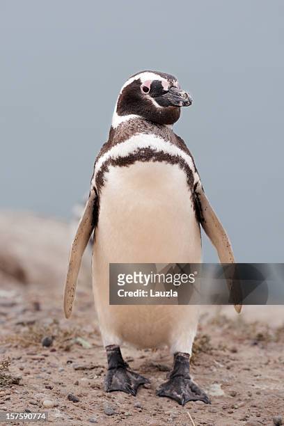 magellan penguin - magellan penguin stock pictures, royalty-free photos & images
