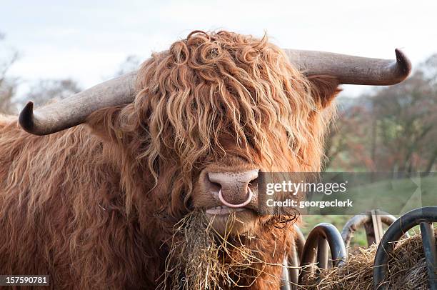 hungry highland cow - highland cow stockfoto's en -beelden