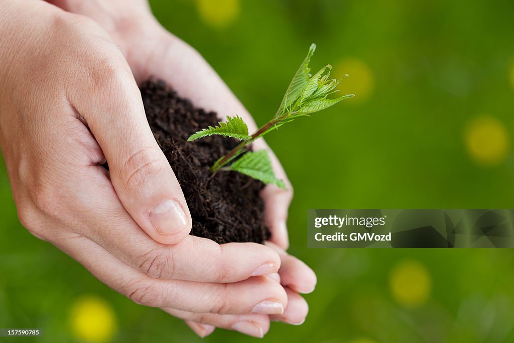 Hand holding plant