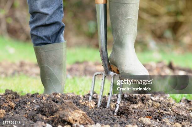 gardener preparing a vegetable patch - gardening fork stock pictures, royalty-free photos & images