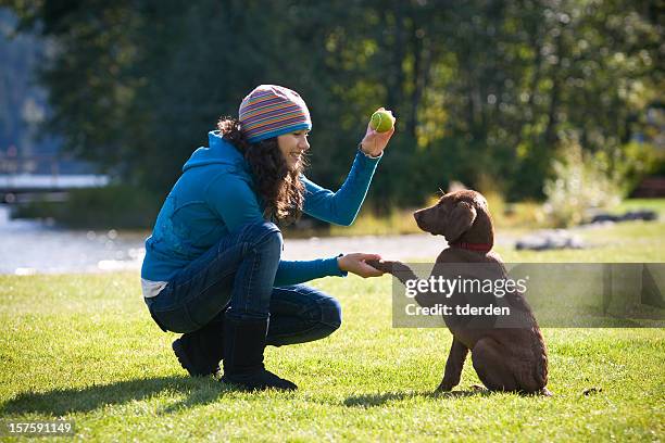 woman playing with and training puppy to shake hands - dog family stock pictures, royalty-free photos & images