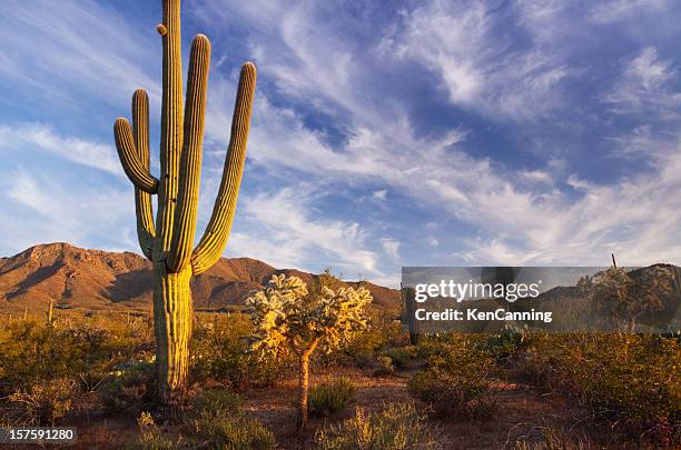 cactus and desert landscape with bright blue sky background - arizona cactus stock pictures, royalty-free photos & images