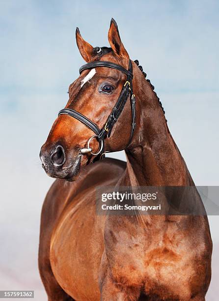 retrato de un hombre caballo de pura raza - racing horses fotografías e imágenes de stock