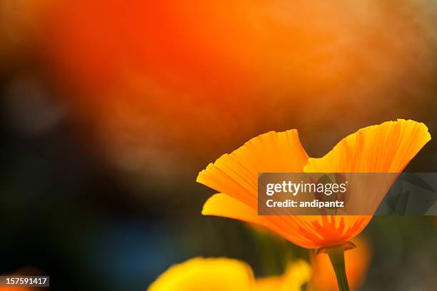 california poppy - california poppies stock pictures, royalty-free photos & images