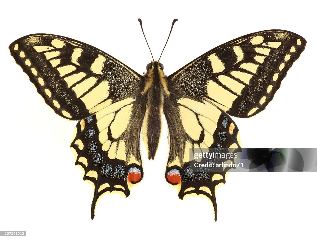 Swallowtail Butterfly (XXL)