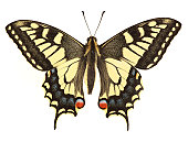 Swallowtail Butterfly (XXL)